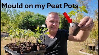 Planting Tomato from Peat Pots