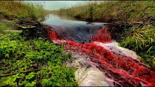 2 Meters Of Height Monster Beaver Dam