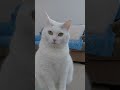 Are you happy? Yoko's Silent Zen(Real life recording no AI)