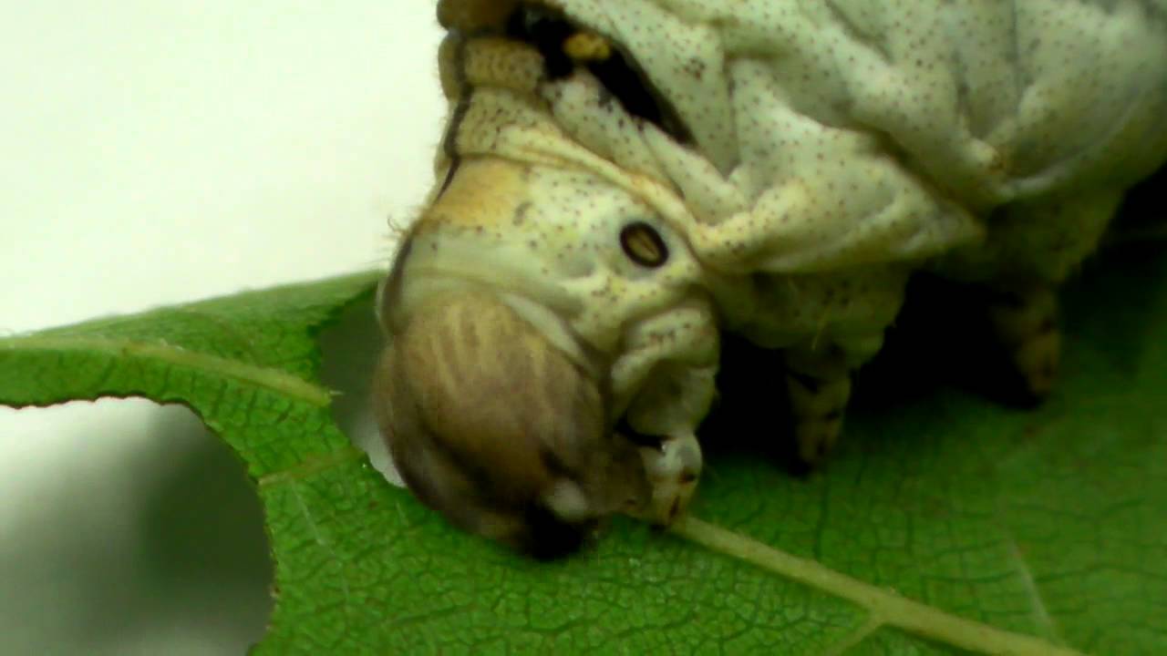 カイコ 蚕 の食事 Youtube