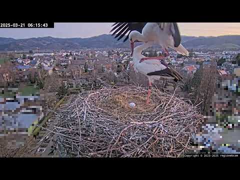 Kirchzarten Stork Nest First Egg 2025 live cam preview
