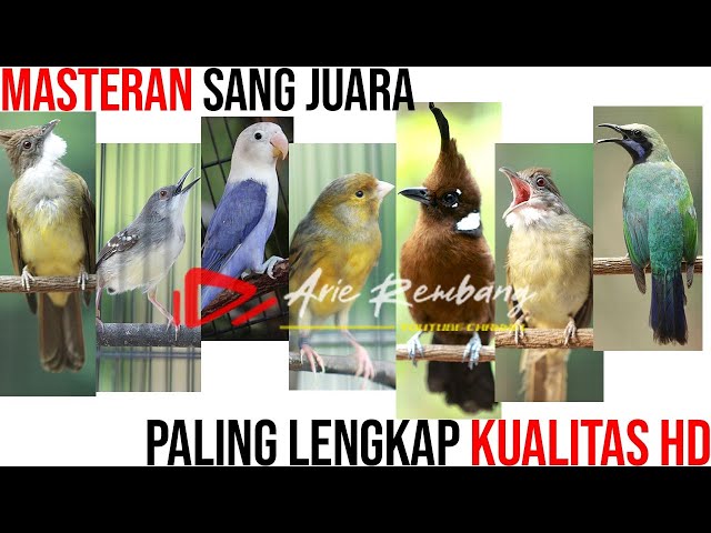 KOMBINASI MASTERAN PALING LENGKAP UNTUK SANG JUARA class=