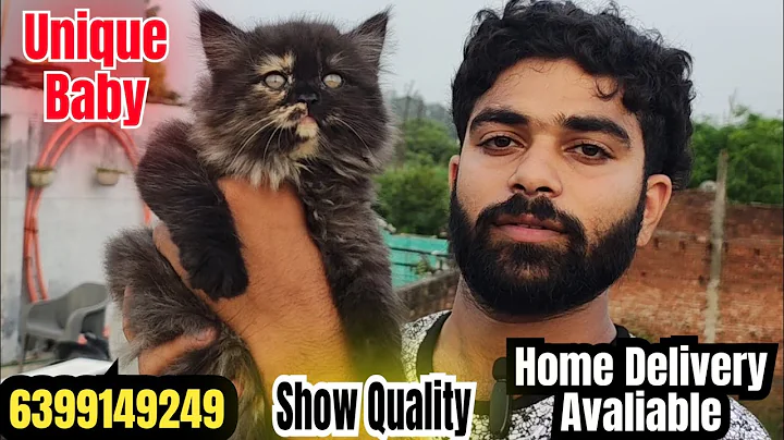 Video 10267491: persian cat show quality, cat kitten pets