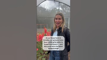 Meet the world’s first coral red delphinium!