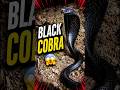 Black Cobra 😱