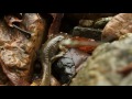 Семиреченский лягушкозуб (Ranodon sibiricus) 2016 (3'47)