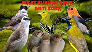 PIKAT BURUNG KECIL ANTI ZONK | pikat burcil terbaru