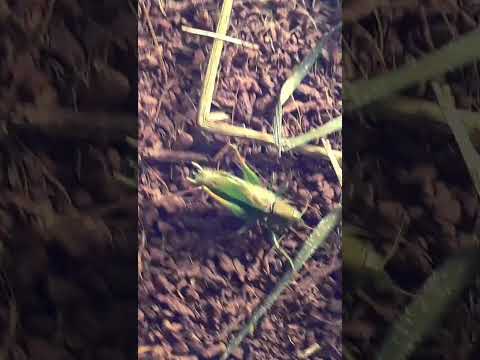 Кузнечик скачок двухцветный стрекочит (Bicolorana bicolor).