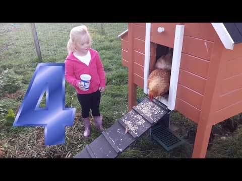 Merle zorgt voor de kippen Nastya en Diana op de boerderij. Leer  tellen en dierengeluiden.