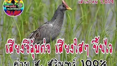 อีลุ้มใหม่2019 หมานๆ100%สนใจติดต่อ #0990610057