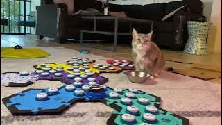 Food Goes in the Tummy | BilliSpeaks