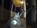 Gatto violino IA