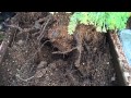 Large Redwood Bonsai-Part 2
