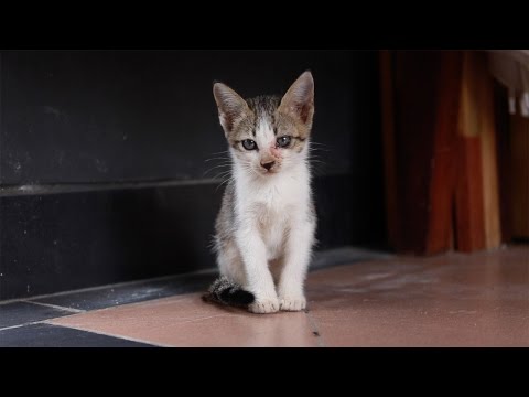 Video: Cara Mendidik Ulang Kucing Jalanan