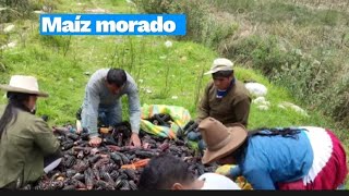 vlog 1. Cosechando maíz negro #campo #agriculturaperuana #agriculture