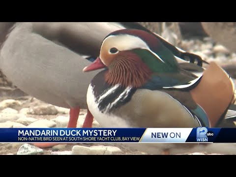 Duck native to East Asia spotted on Milwaukee's Lake Michigan coast
