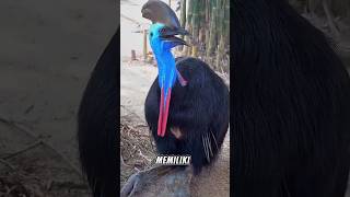 The Power Of The Cassowary