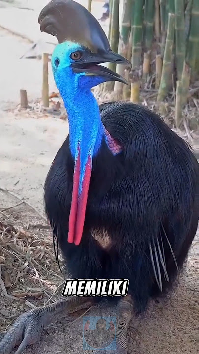 The power of the cassowary