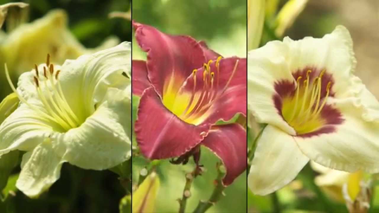 Think About What do Flowers do? YouTube Think About What do Flowers do? YouTube