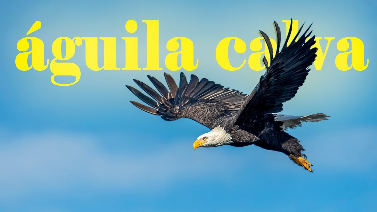 ÁGUILA CALVA | La realeza de la naturaleza… ¡en persona!