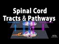 Spinal Cord: Anatomy, Spinal Tracts &amp; Pathways, Somatic Reflexes, Animation