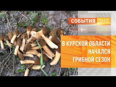 В Курской области начался грибной сезон