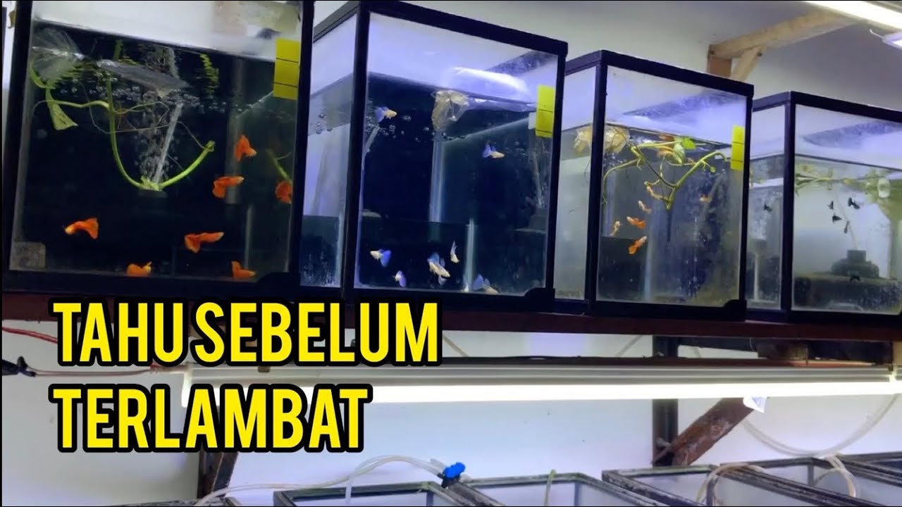 Ciri guppy mau sakit