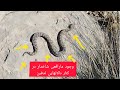 وجود مار شاخدار درکنار راه مالرو ودالان های تدفین وجود مار شاخدار درکنار راه مالرو ودالان های تدفین