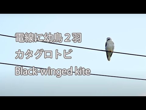 【電線に幼鳥２羽】カタグロトビ Black-winged kite