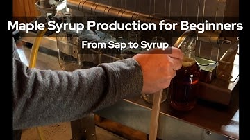Maple Syrup Production for Beginners: From Sap to Syrup