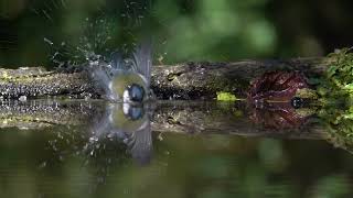 Bird bathing, Nature Ambience, Bird Song