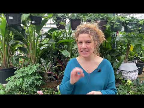 Vidéo: Traitement contre les acariens des bulbes - Apprenez à vous débarrasser des acariens des bulbes dans le jardin