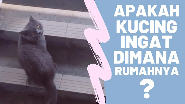 Watch the video about UJI KUCING - APAKAH KUCING INGAT DIMANA RUMAHNYA ? (REX BRITISH SHORTHAIR)