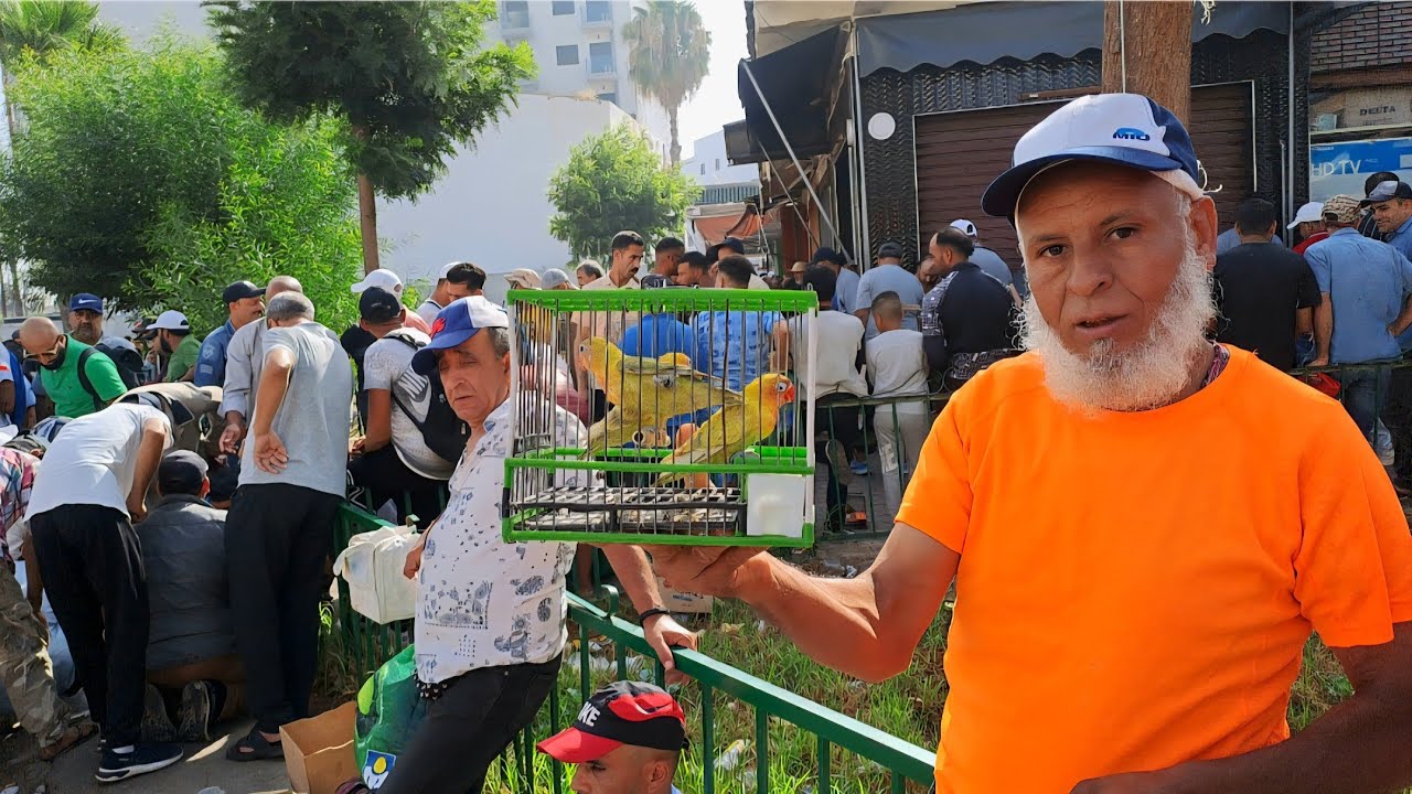 سوق القريعة للطيور والحيوانات بالدار البيضاء 🇲🇦اليوم الاحد 2025/8/10 قورع  وطواط الحداد خير موجود