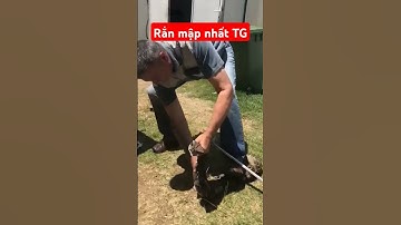 Rắn Hổ Lục Gaboon, Loài Rắn Kỳ Dị Và Nguy Hiểm Nhất Châu Phi #shorts #snake #rắn