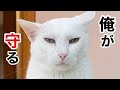 【女子猫SOS‼︎】元野良ボスに追われ…先住ボス、緊急出動‼︎🚨