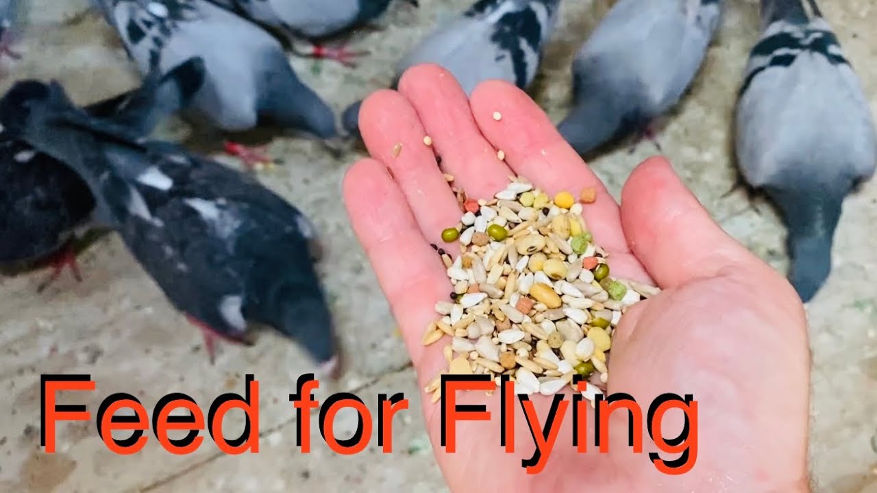 Racing pigeons feeding for training trap training shipping. All