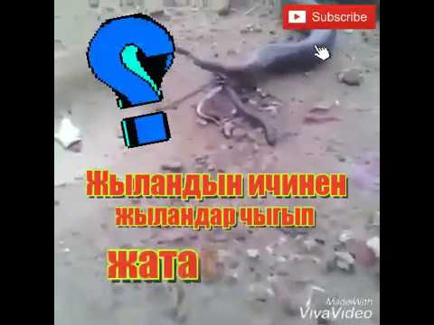 Video: Жыландын чагуусу канчалык коркунучтуу