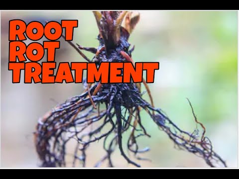 Video: Peach Armillaria Root Root: Hvordan kontrollere Armillaria Root Of Peach Trees