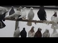 Tauben / Pigeons / Голуби / Снова в гостях у Корнея 2 / 2.02.20