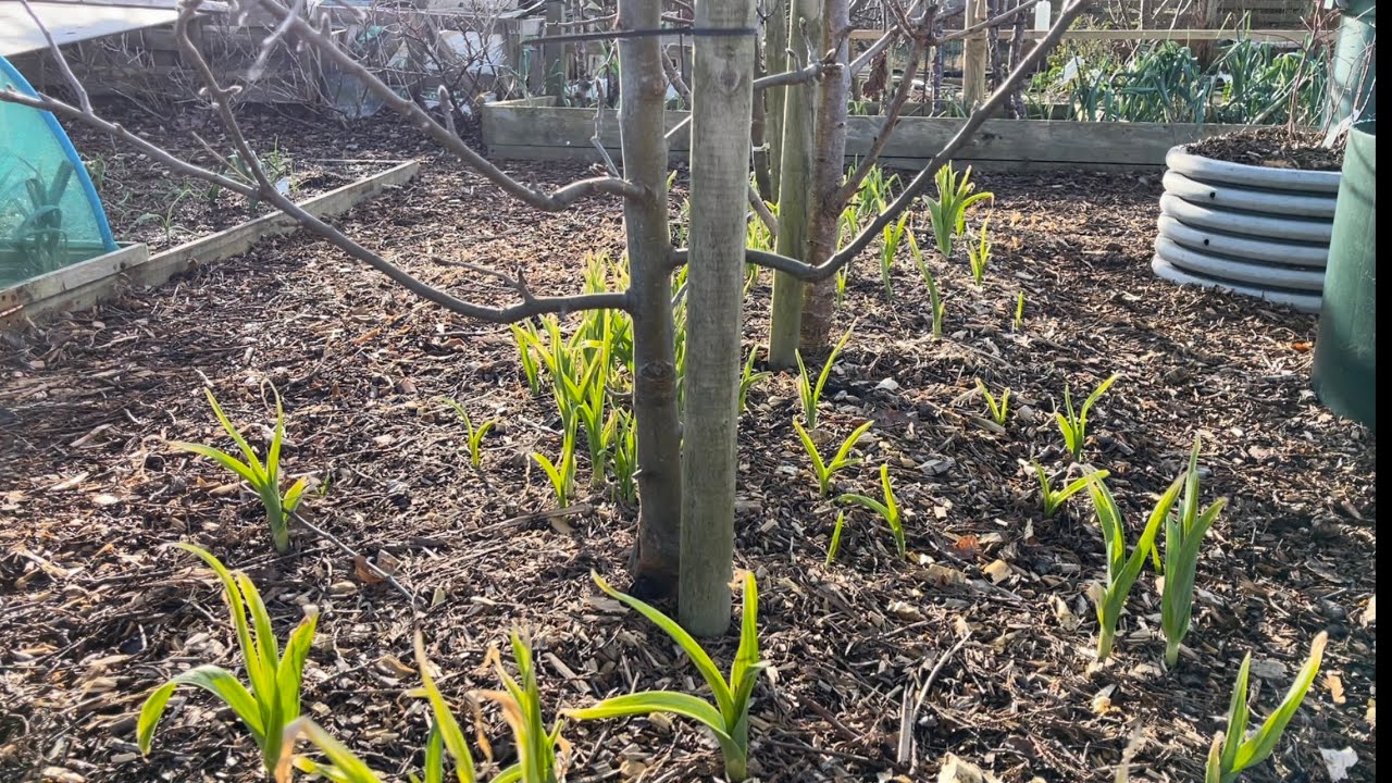 Growing onions, garlic and leeks for a spring and early summer harvest
