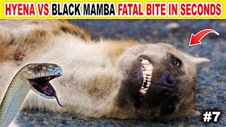 Hyena Vs Black Mamba Fatal Bite In Seconds Into The Wildscape