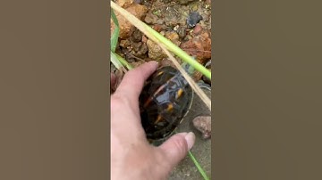 Bắt con cá vàng và con rùa ở mương nước