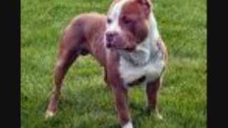 blood, mongrel mob song