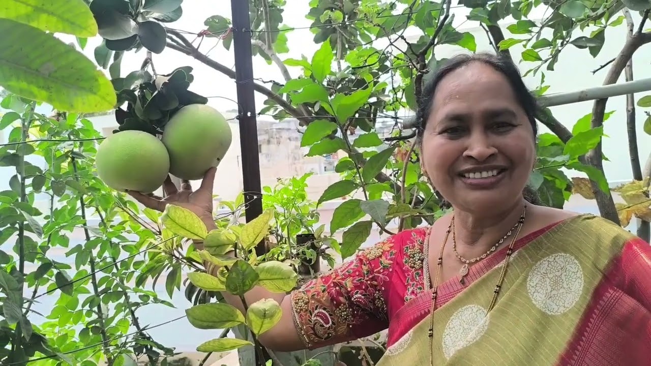 నూర్జహాన్ గారి కిచెన్ కంపోస్ట్ సీక్రెట్