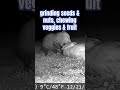 Fortunate opossum digs in when finding a raw turkey #wildlife #wildlifeshorts #opossum #cute