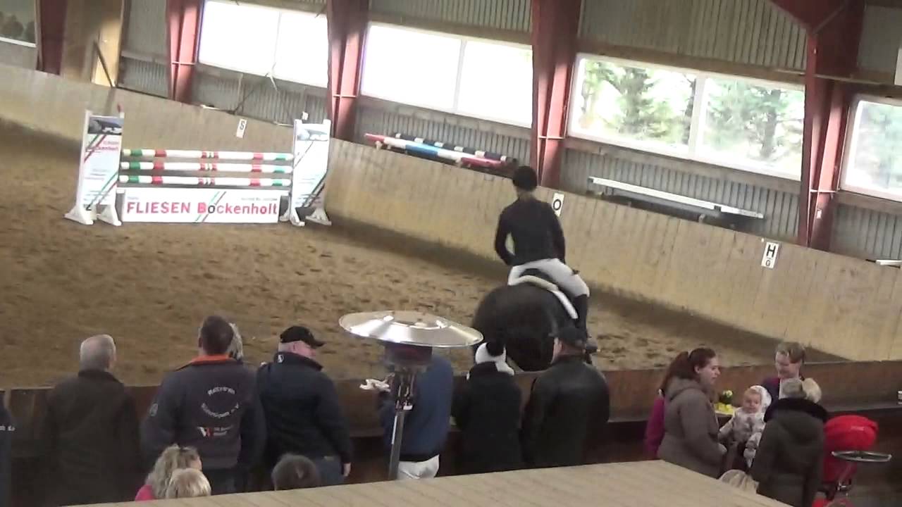 6 years old holstein Stallion from Diamant de Semilly