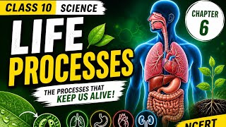 Life processes part 7(last part)