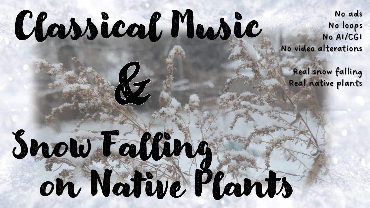 Classical Music (no ads) with Real Snow Falling on Native Plants – Study, Work, Bake, Clean, Relax
