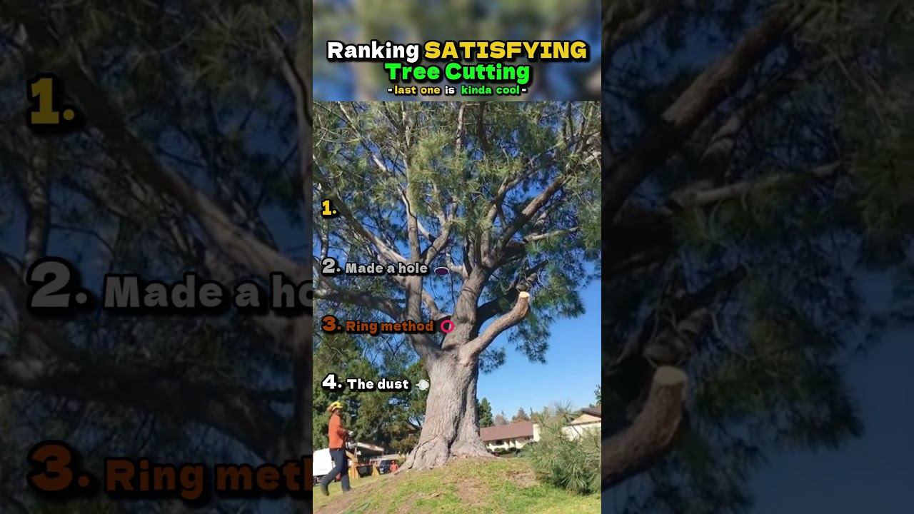 Ranking SATISFYING Tree Cutting 🌳🪚  